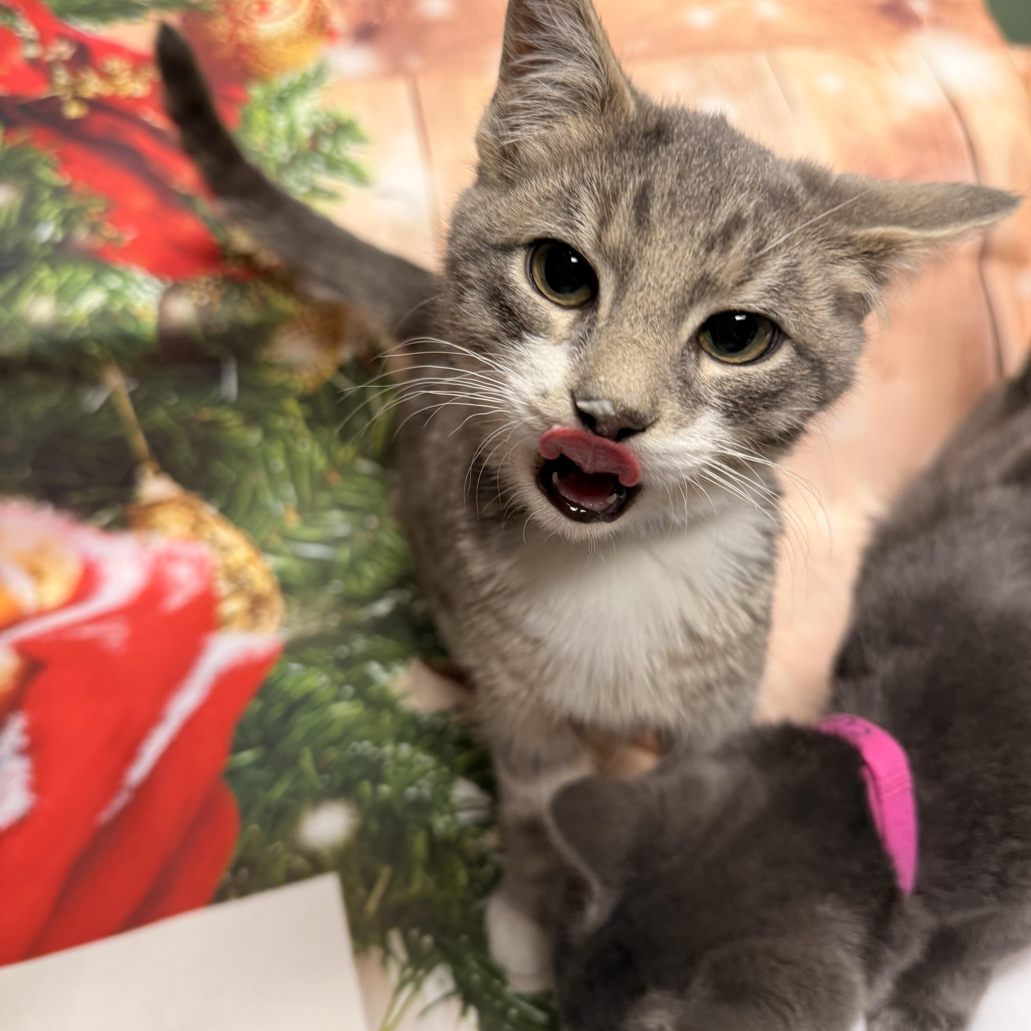 Enlarge Vixen, a ADOPTABLE Domestic Short Hair in Fairfax Station, VA image 3/3