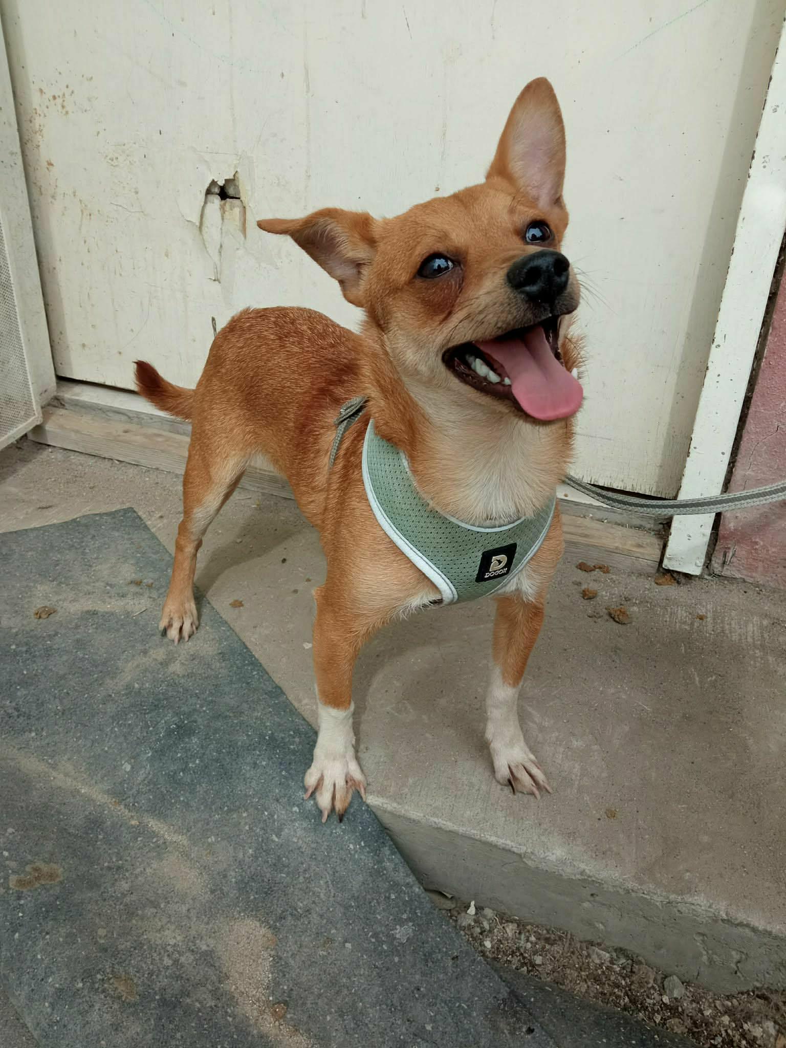 Frankie, Adopted, Adult Male Chihuahua.