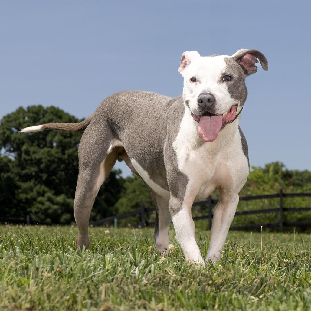 Enlarge Avanti, a Adoptable Mixed Breed in Franklin, TN image 1/1