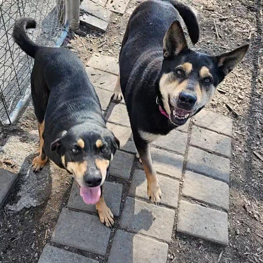 Enlarge Susie and June Bug (sisters), a ADOPTABLE Shepherd in Ringwood, NJ image 3/6