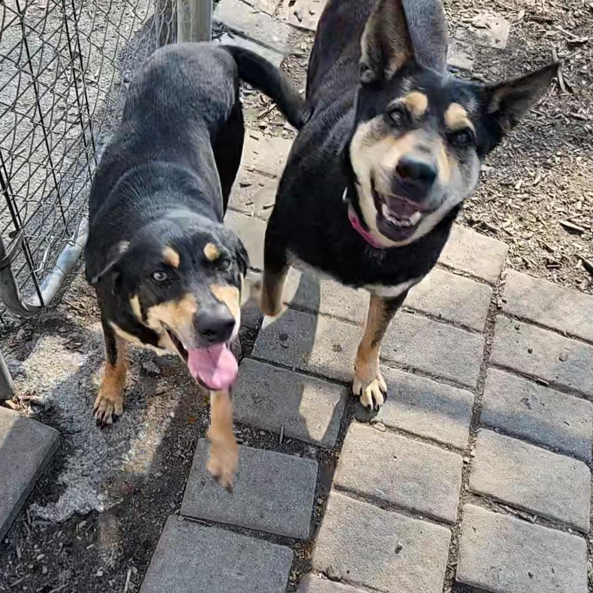 Enlarge Susie and June Bug (sisters), a ADOPTABLE Shepherd in Ringwood, NJ image 2/6