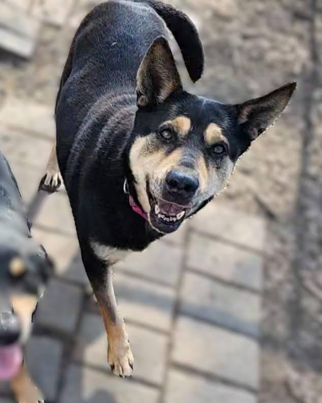 Enlarge Susie and June Bug (sisters), a ADOPTABLE Shepherd in Ringwood, NJ image 5/6