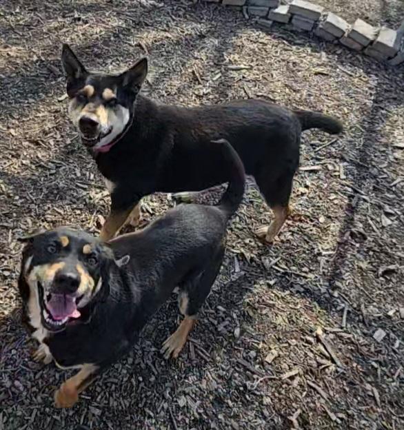 Enlarge Susie and June Bug (sisters), a ADOPTABLE Shepherd in Ringwood, NJ image 6/6