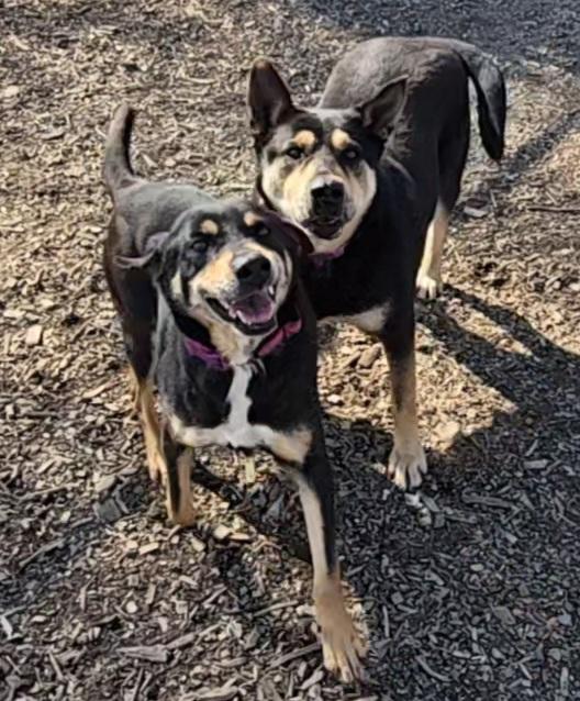 Enlarge Susie and June Bug (sisters), a ADOPTABLE Shepherd in Ringwood, NJ image 1/6