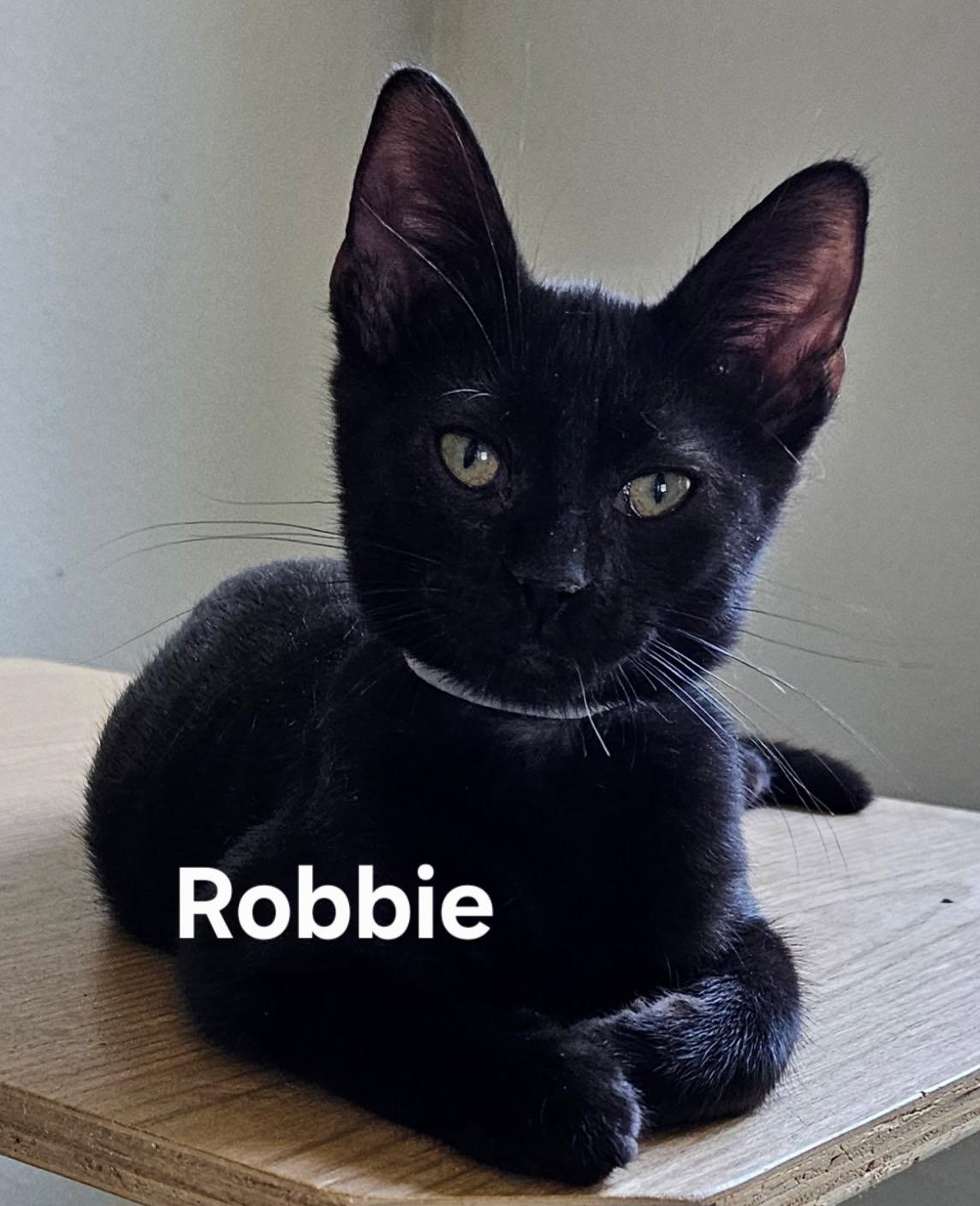 Enlarge Robbie, a Adoptable Domestic Short Hair in Zimmerman, MN image 1/1