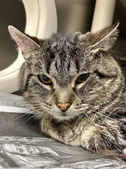 Ay-Kay, Adoptable, Adult Male Domestic Short Hair.