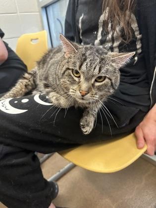 Ay-Kay, a Adoptable mixed breed in Wichita, KS image 2/2