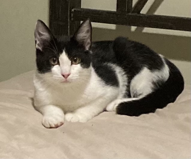 Sylvester