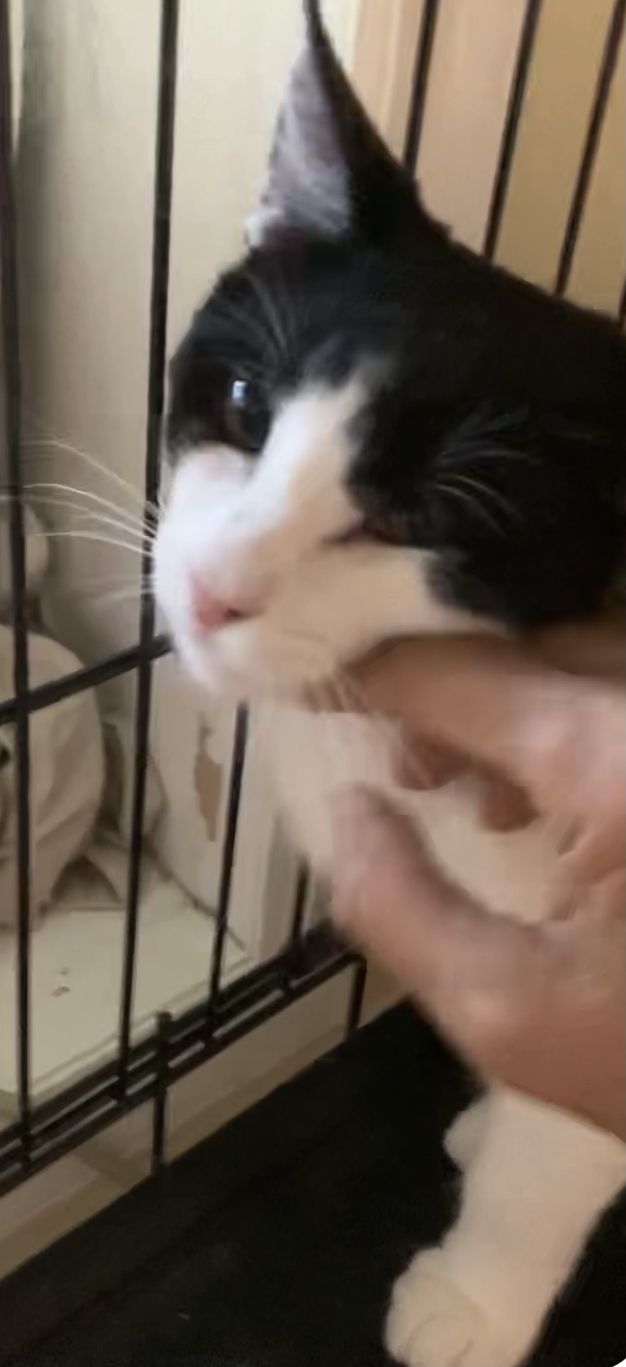 Sylvester photo 2
