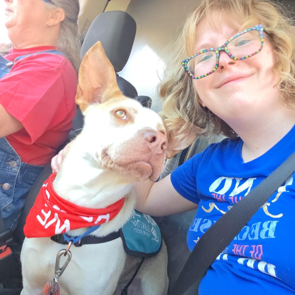 Zazu, Adoptable, Adult Male Mixed Breed.