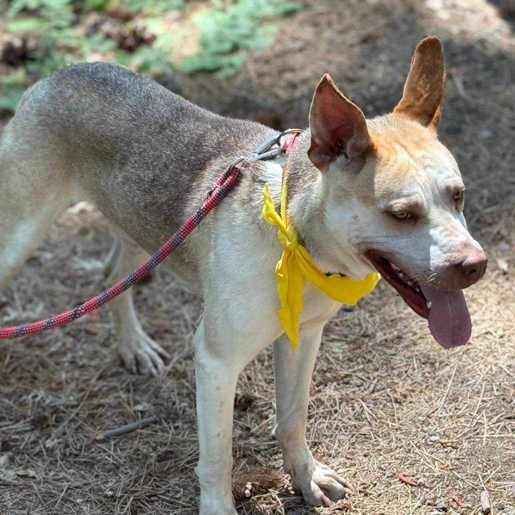 Enlarge Zazu, a Adoptable Mixed Breed in Mount Shasta, CA image 2/6