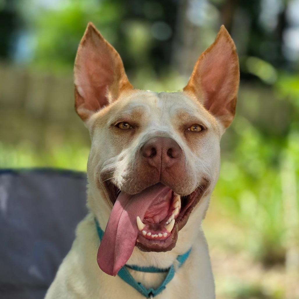 Enlarge Zazu, a Adoptable mixed breed in Mount Shasta, CA image 3/5
