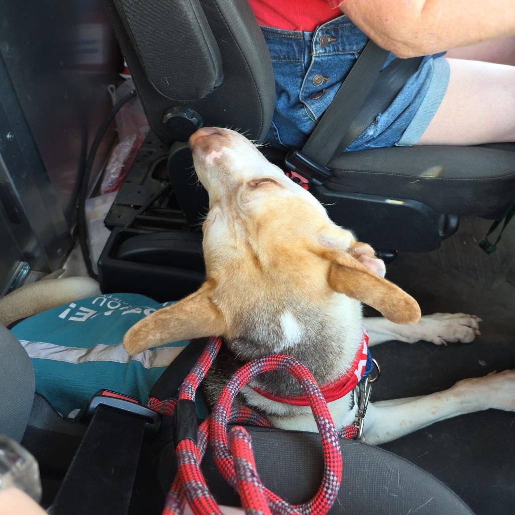 Enlarge Zazu, a Adoptable Mixed Breed in Mount Shasta, CA image 3/6