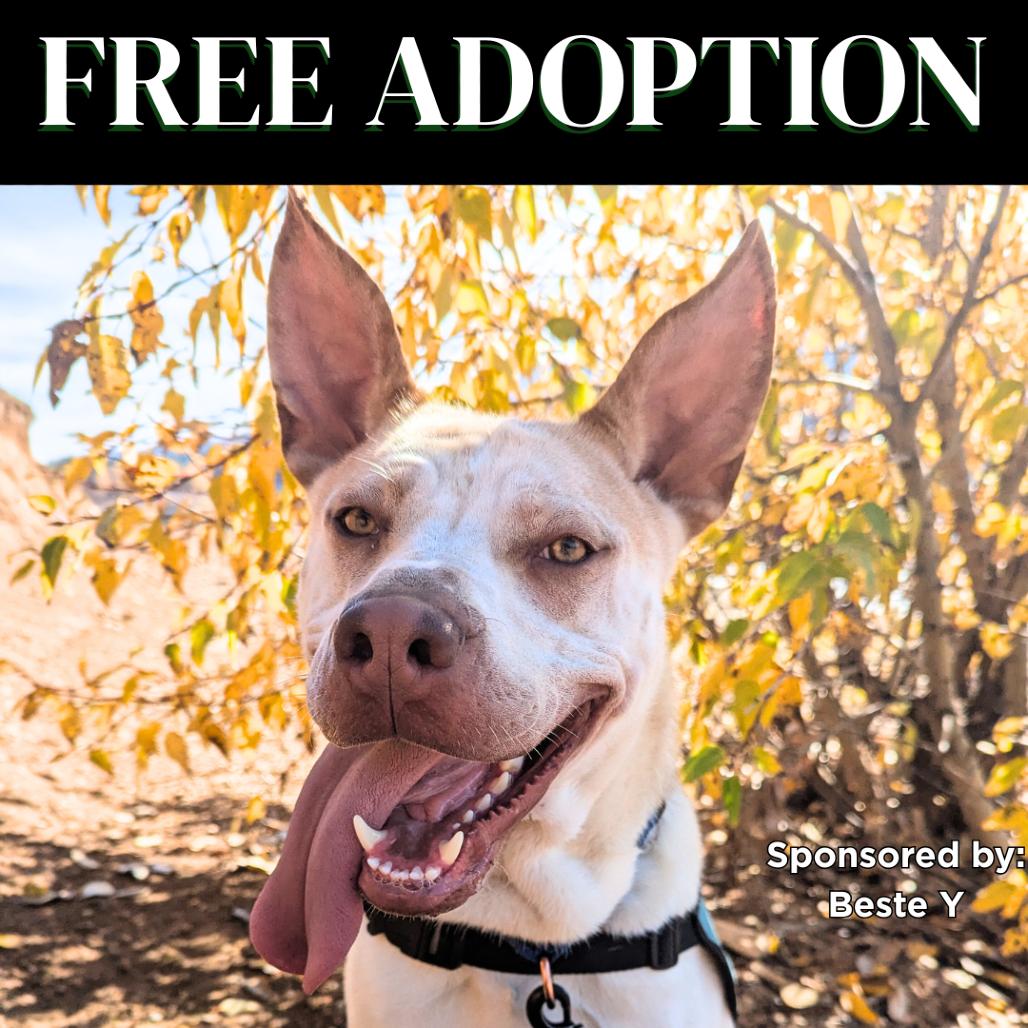 Enlarge Zazu, a Adoptable Mixed Breed in Mount Shasta, CA image 4/6