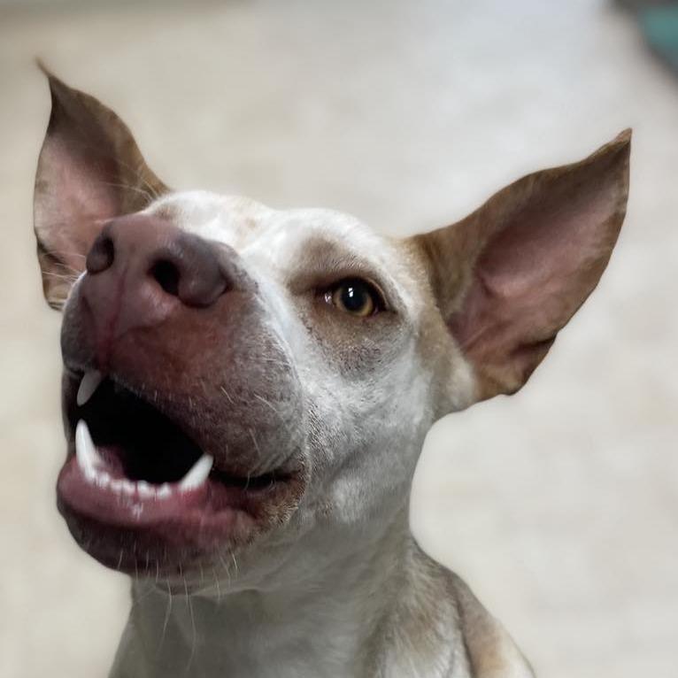 Enlarge Zazu, a Adoptable Mixed Breed in Mount Shasta, CA image 5/6