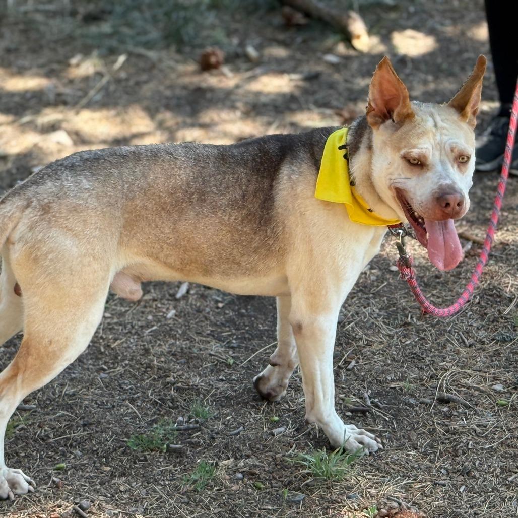 Enlarge Zazu, a Adoptable Mixed Breed in Mount Shasta, CA image 6/6