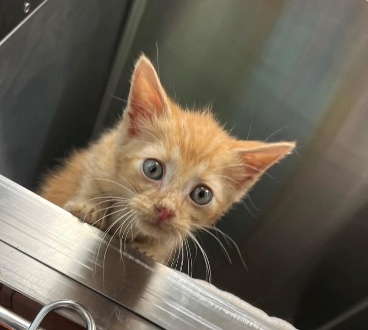 Enlarge Cheeto, a Adopted Domestic Short Hair in Dayville, CT image 1/1