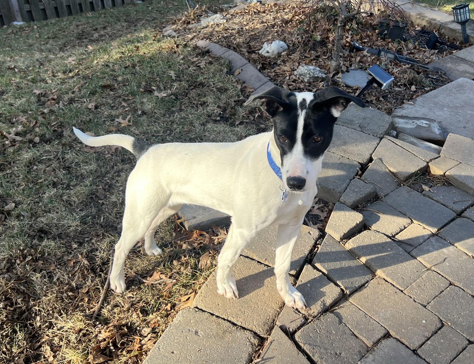 Bravo, Adoptable, Puppy Male Border Collie & Pointer.