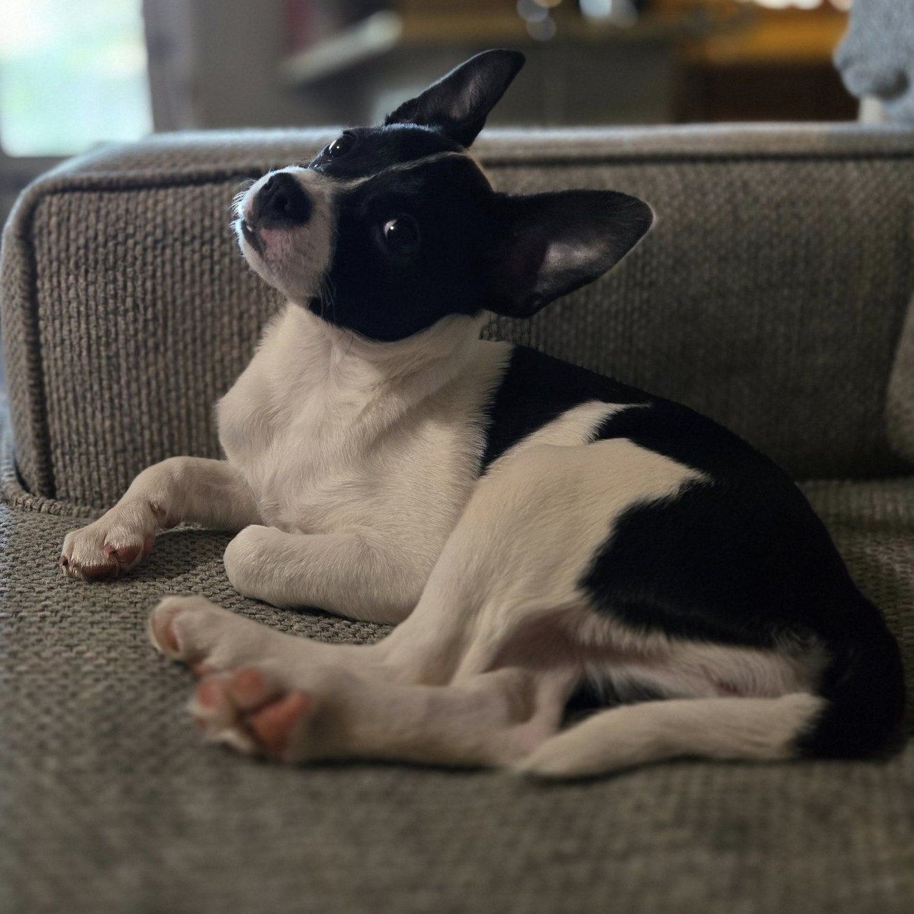 Dog for adoption Gracie, a Terrier Mix in Nanuet, NY Petfinder