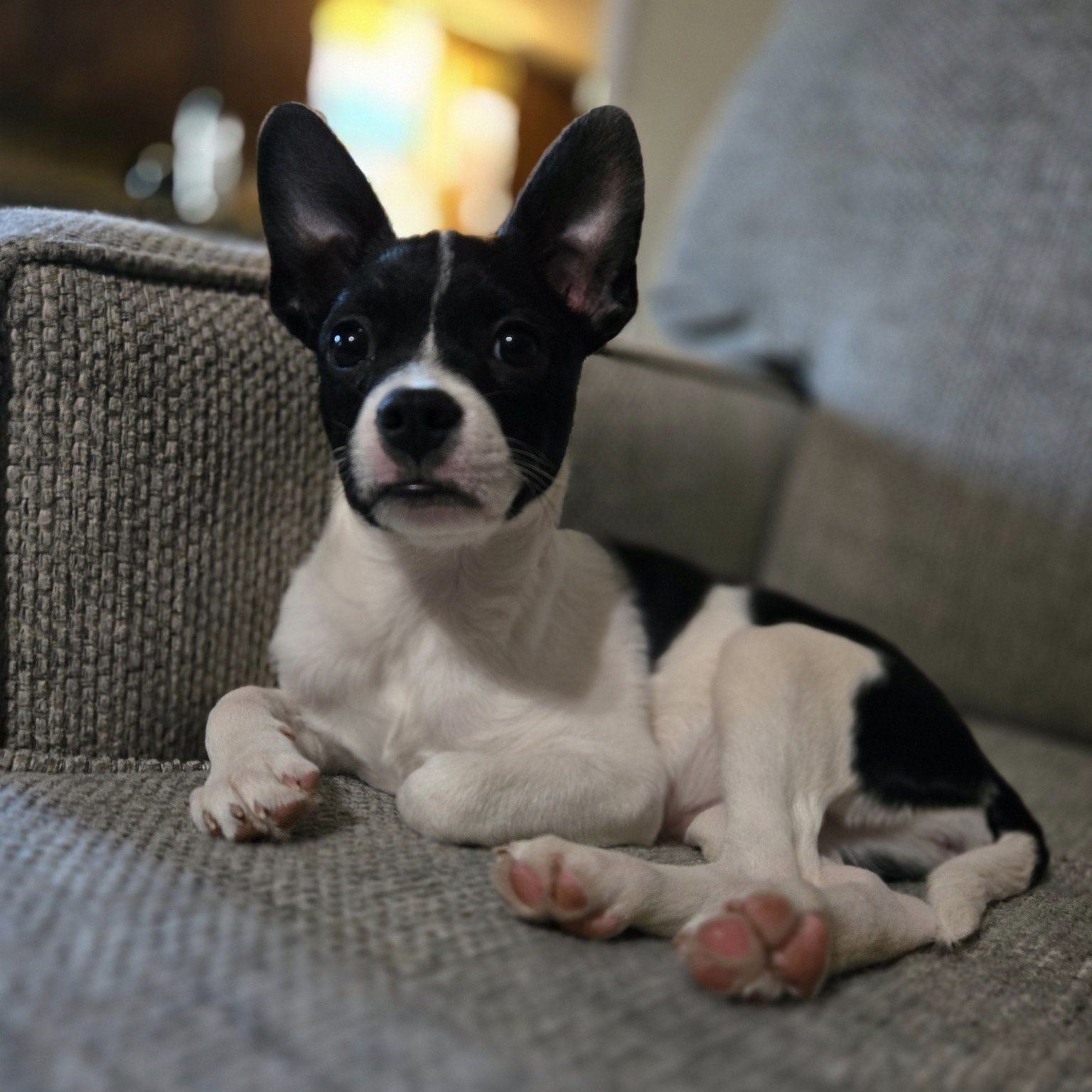 Dog for adoption Gracie, a Terrier Mix in Nanuet, NY Petfinder