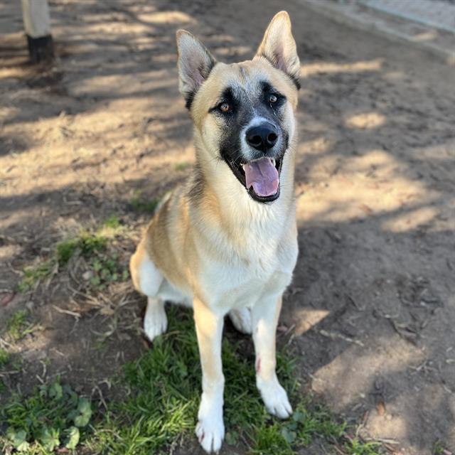 Enlarge **Pike**, a Adoptable Akita in Romoland, CA image 1/1