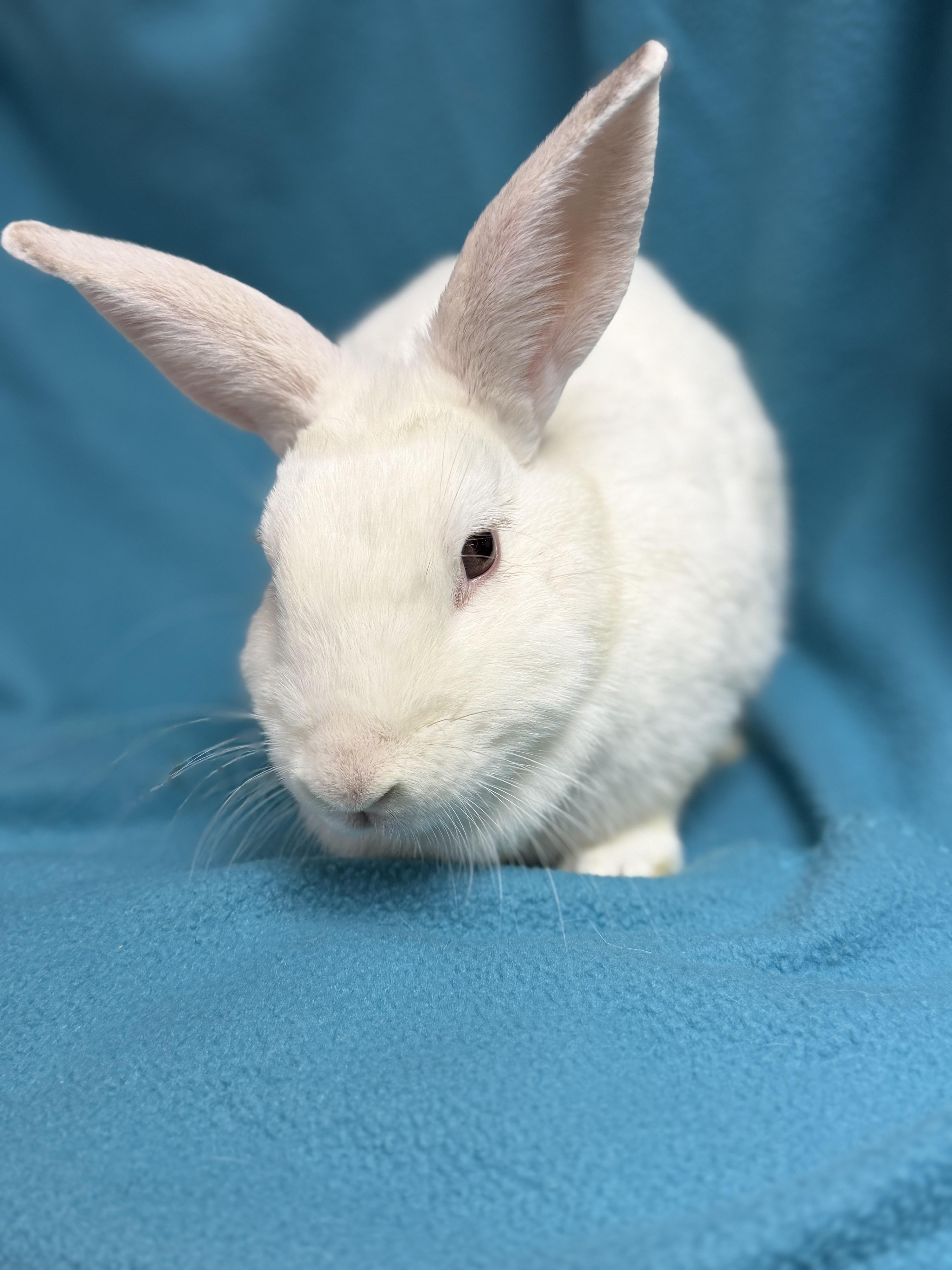 Enlarge Morticia, a Adoptable New Zealand in Edinburg, PA image 2/6
