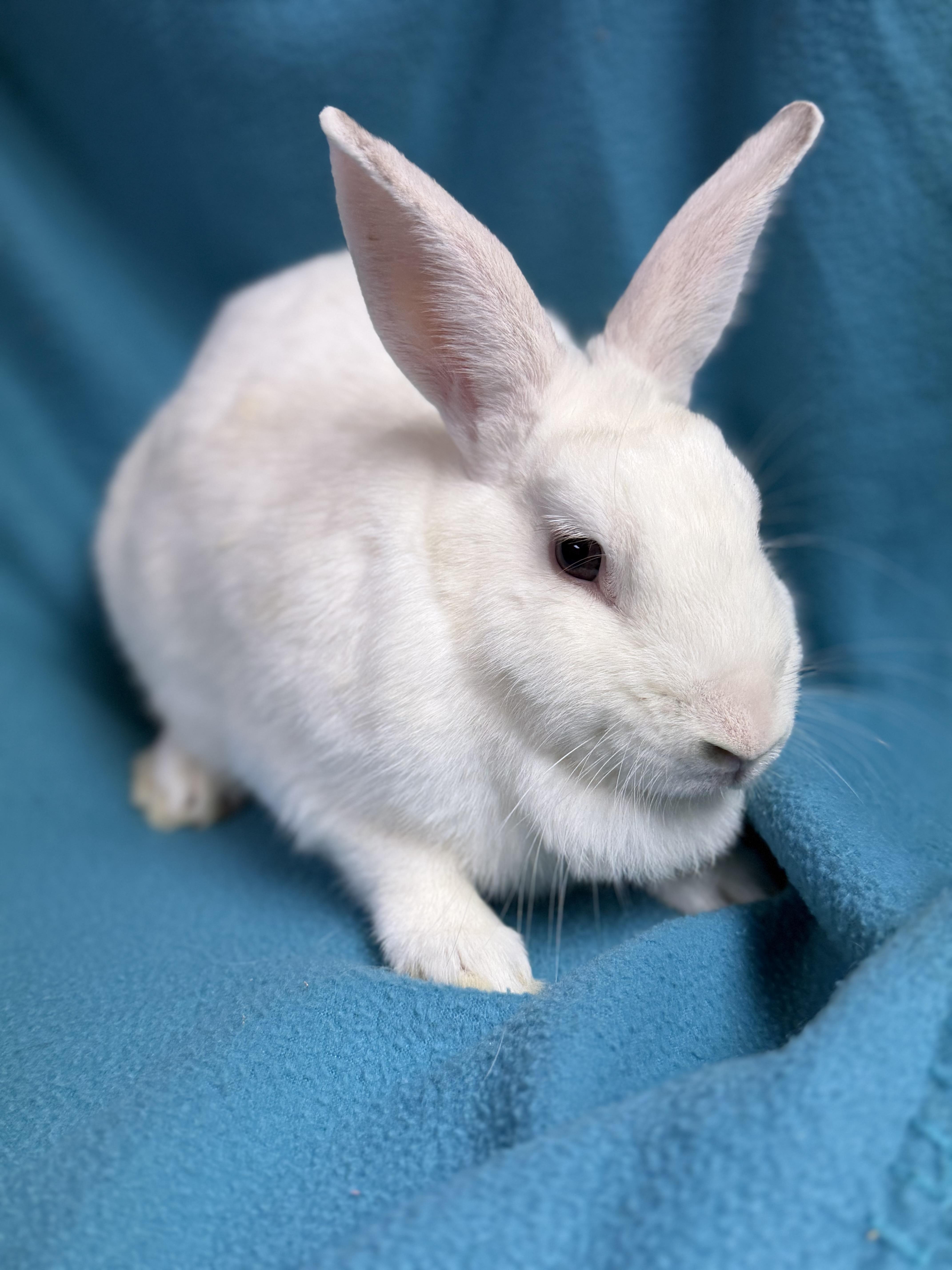 Morticia, Adoptable, Young Female New Zealand.