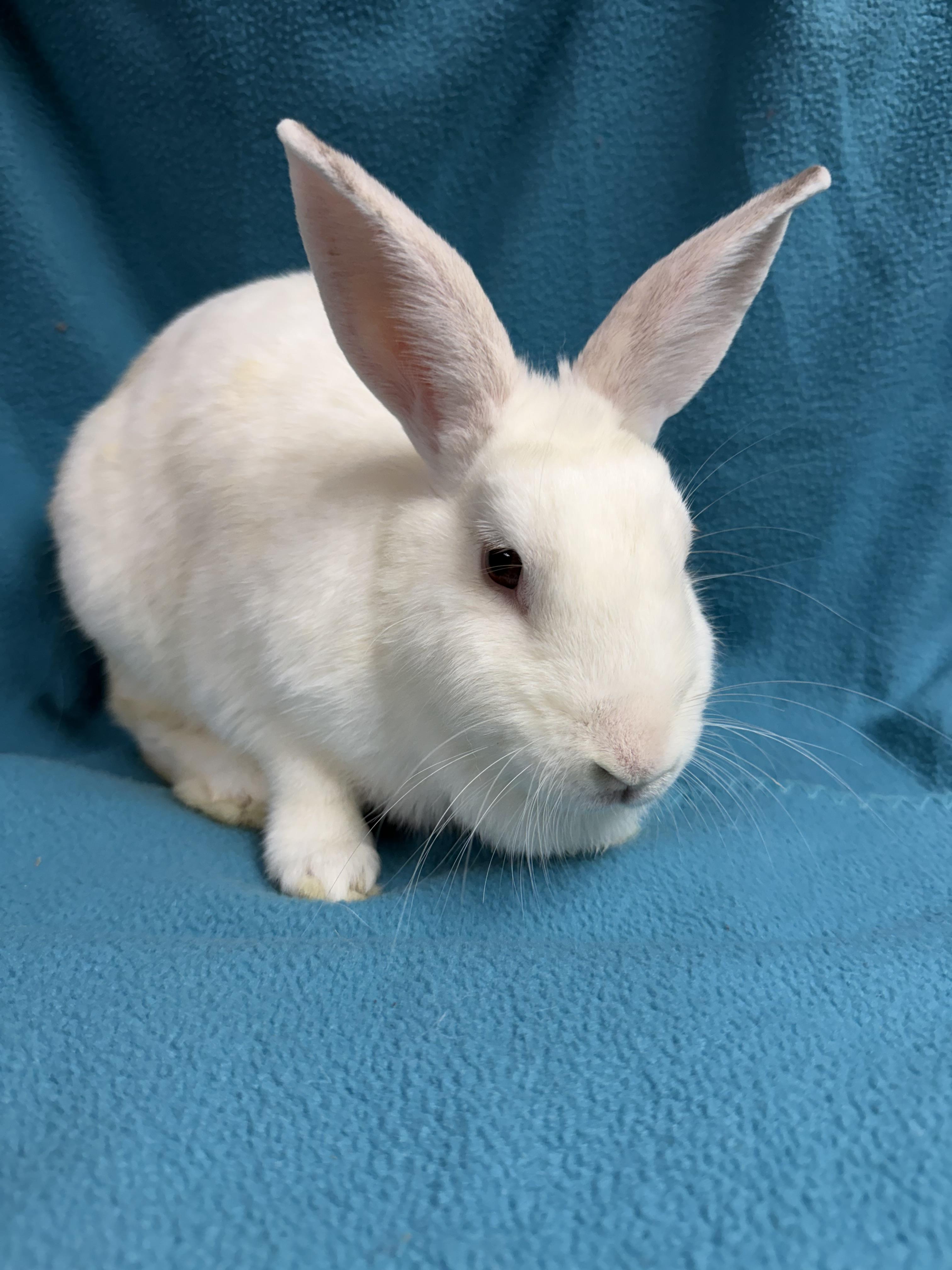 Enlarge Morticia, a Adoptable New Zealand in Edinburg, PA image 5/6