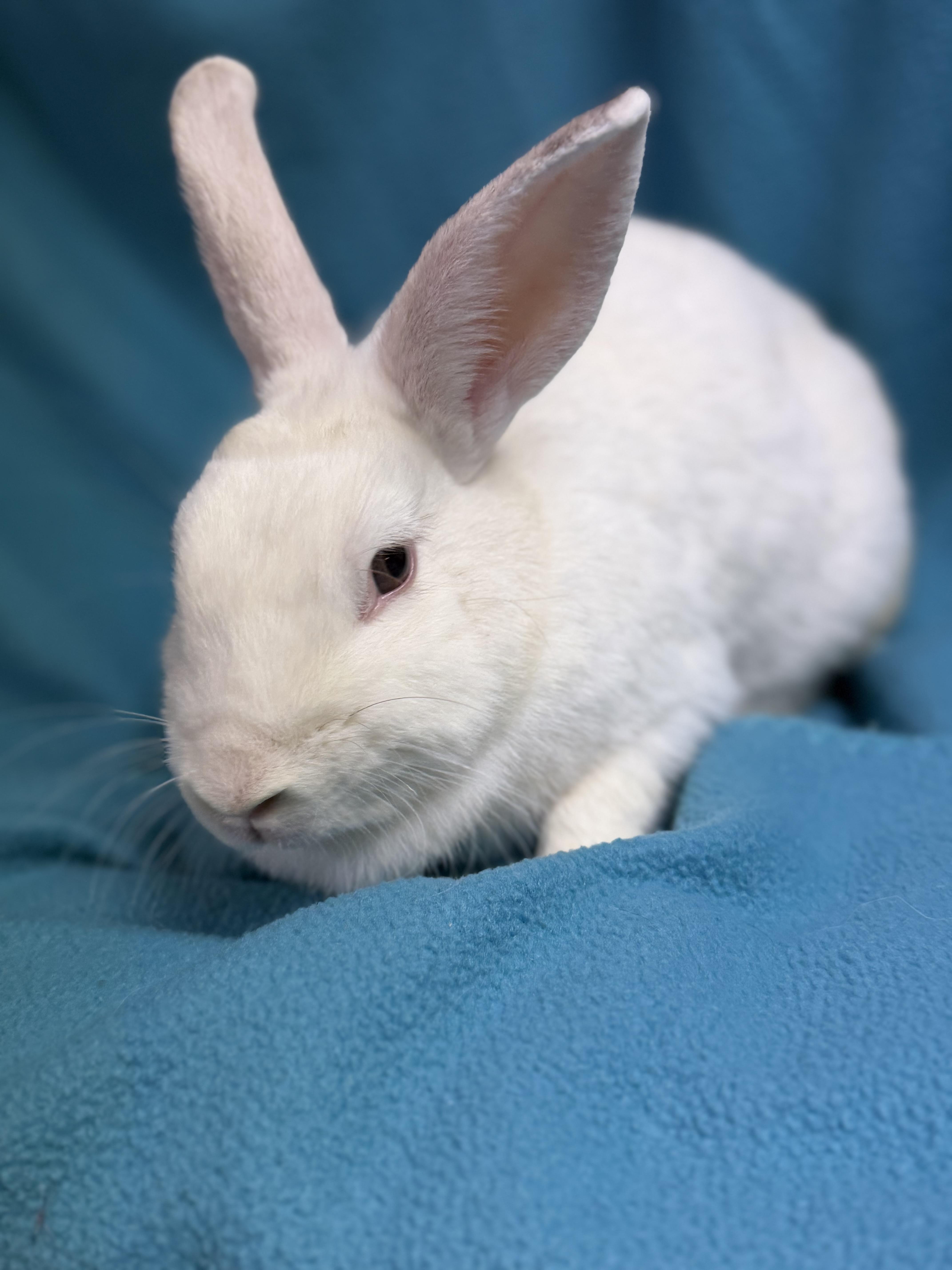 Enlarge Morticia, a Adoptable New Zealand in Edinburg, PA image 4/6