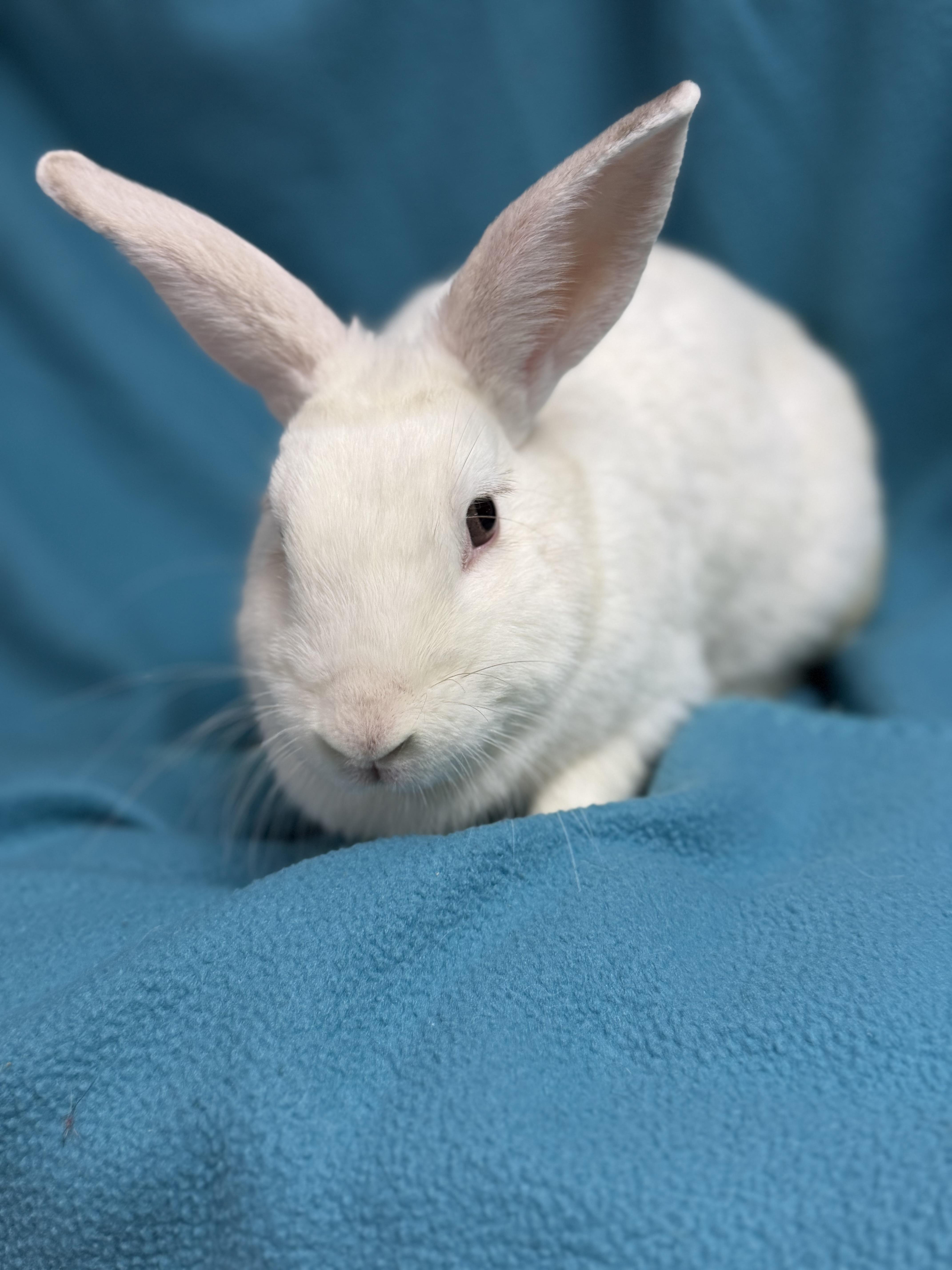 Enlarge Morticia, a Adoptable New Zealand in Edinburg, PA image 3/6