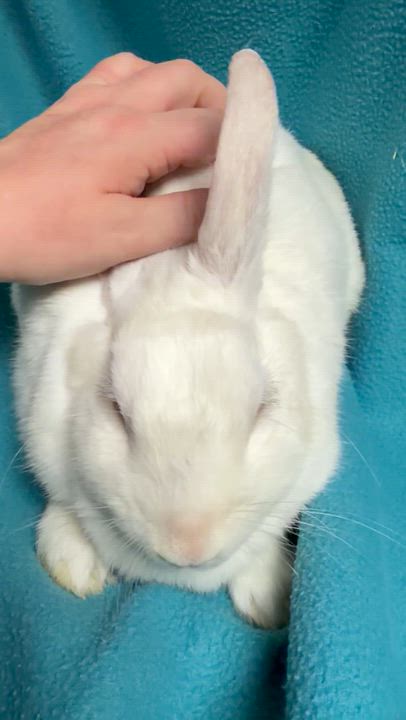 Enlarge Morticia, a Adoptable New Zealand in Edinburg, PA video 6/6