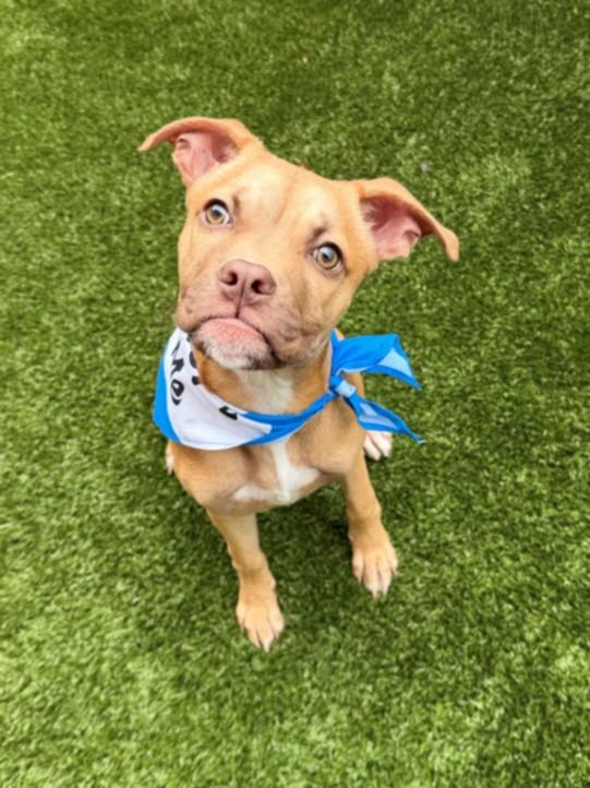 Enlarge TRUVY, a Adoptable Pit Bull Terrier in Toledo, OH image 1/1