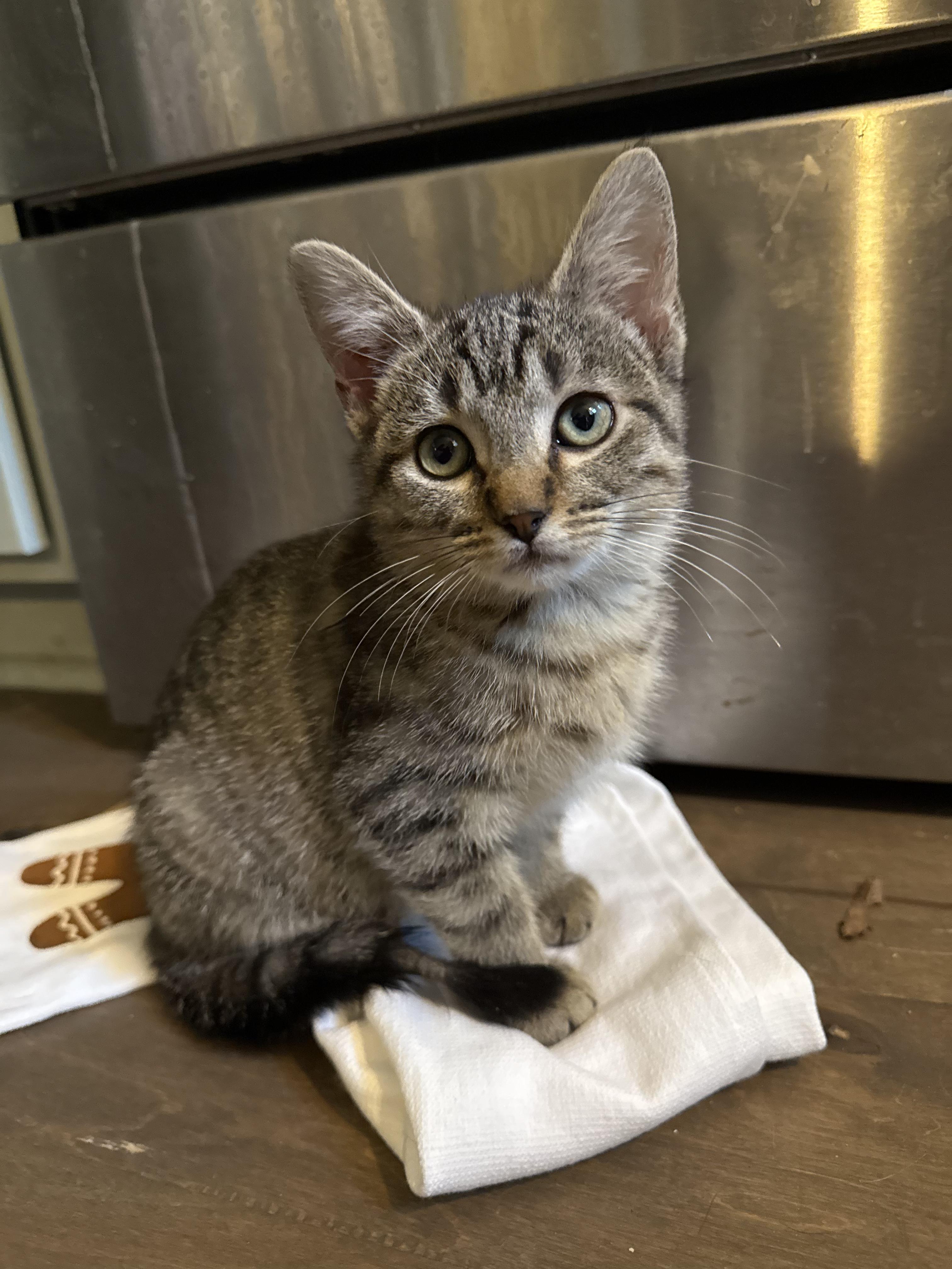 Enlarge Munchkin , a Adoptable Domestic Short Hair in Sneads Ferry, NC image 1/1