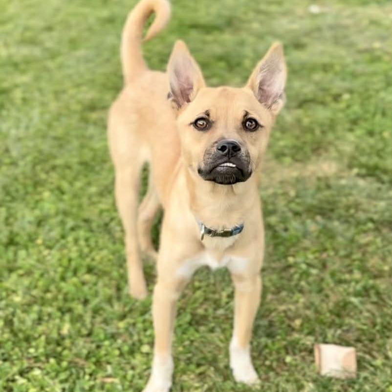 Enlarge Scrappy, a Adoptable Mixed Breed in Washington Township, OH image 1/4