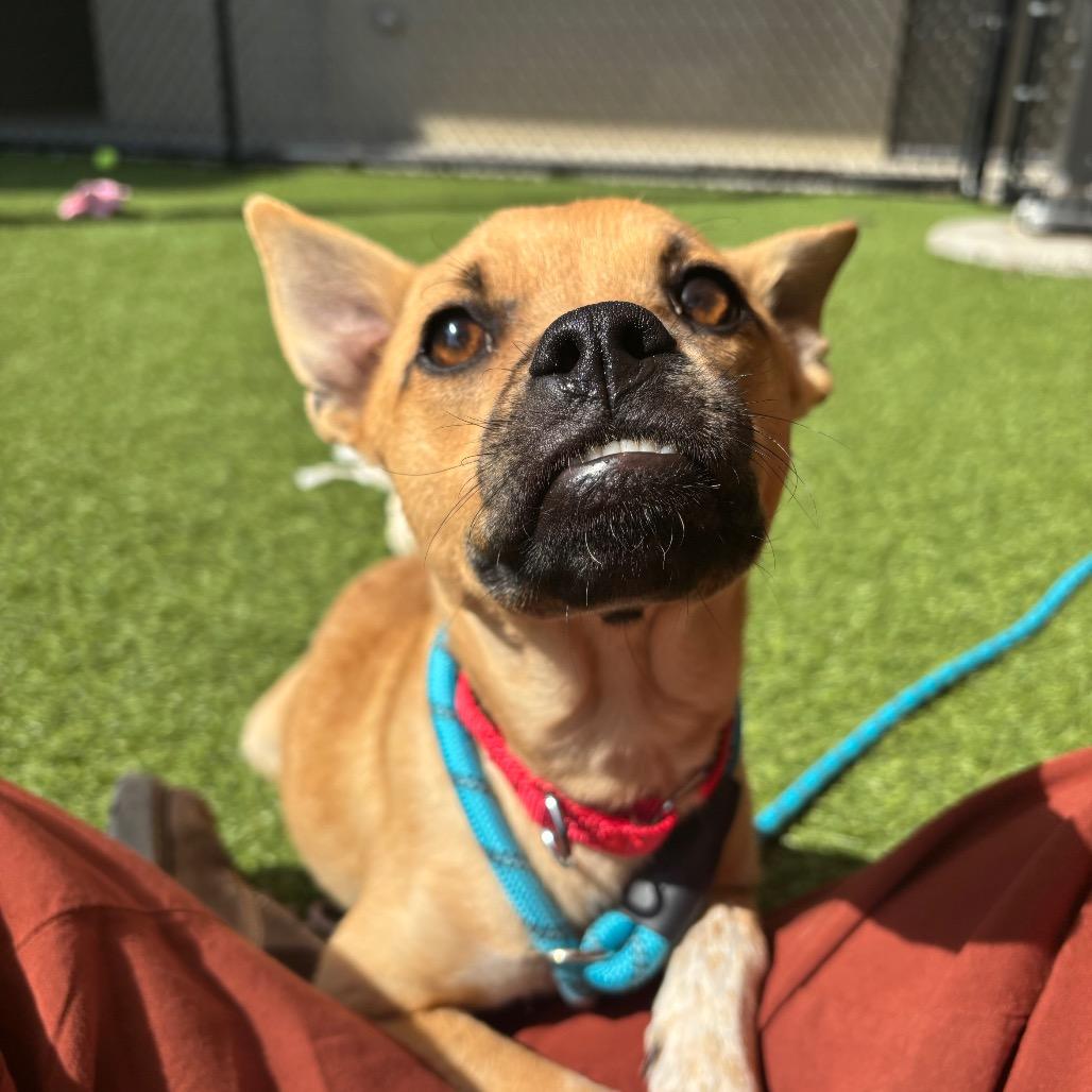 Enlarge Scrappy, a Adoptable Mixed Breed in Washington Township, OH image 2/4