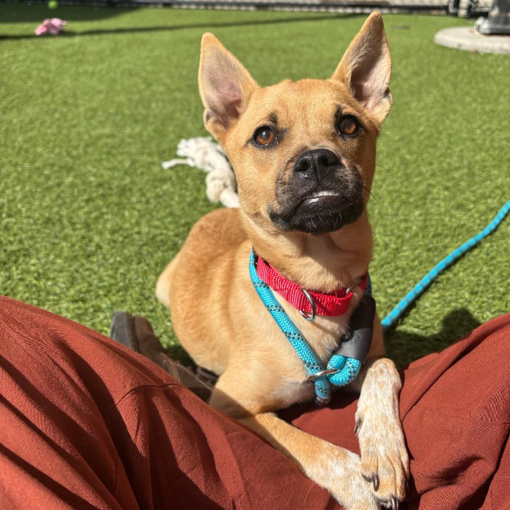 Enlarge Scrappy, a Adoptable Mixed Breed in Washington Township, OH image 3/4