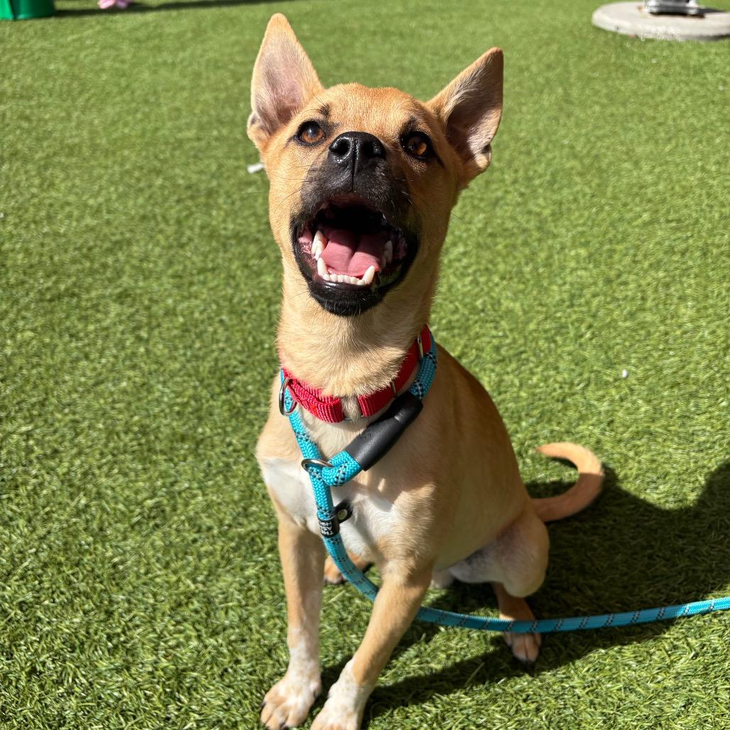 Enlarge Scrappy, a Adoptable Mixed Breed in Washington Township, OH image 4/4