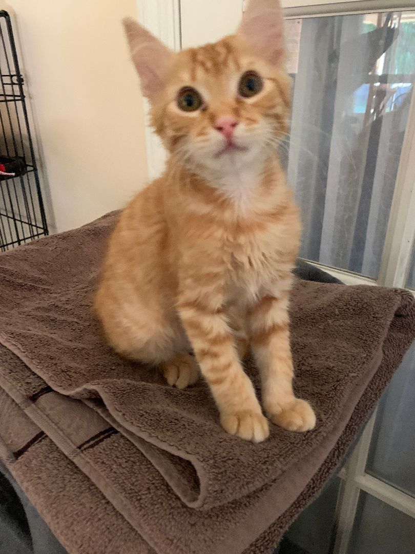 Julius, Adopted, Kitten Male Tabby.