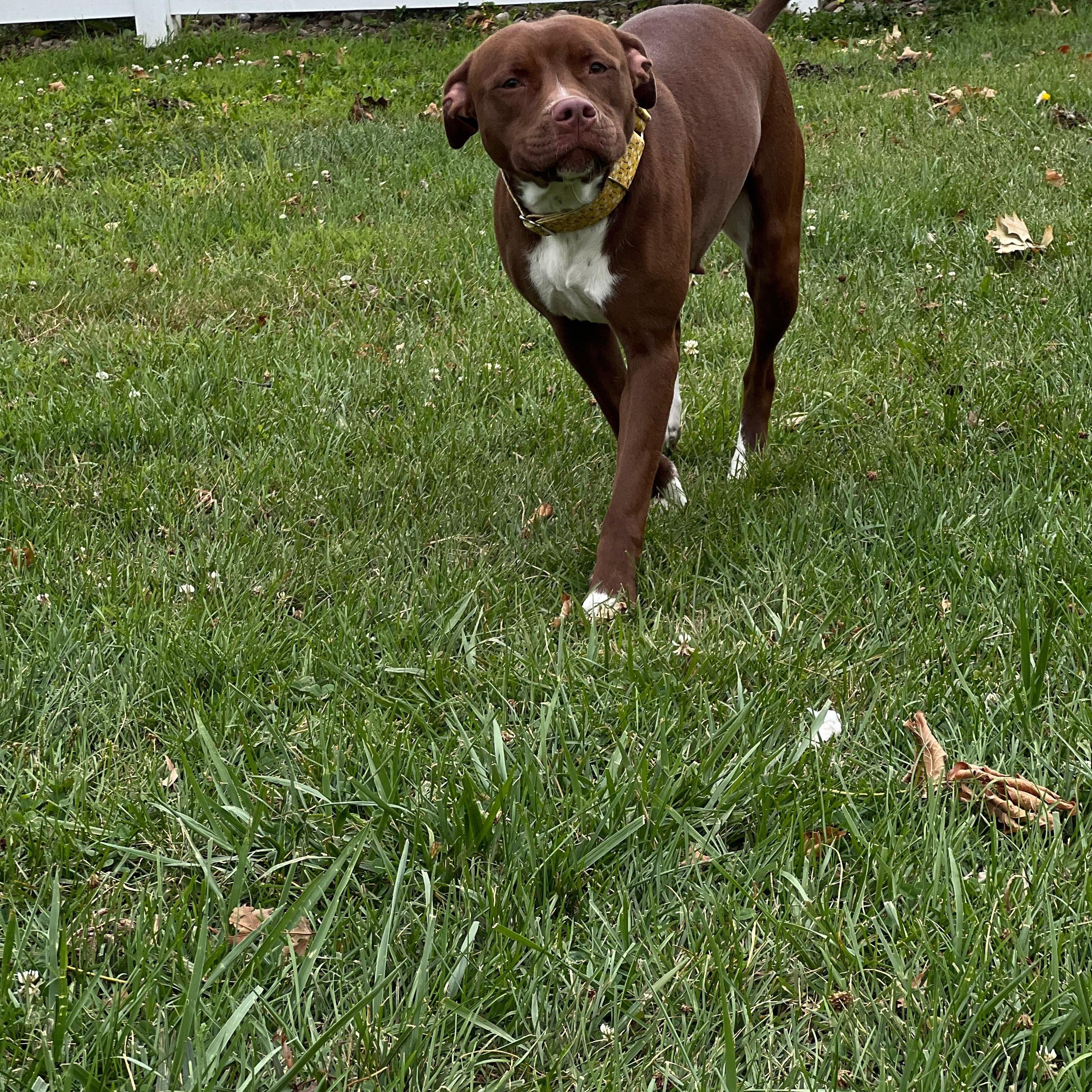 Brownie