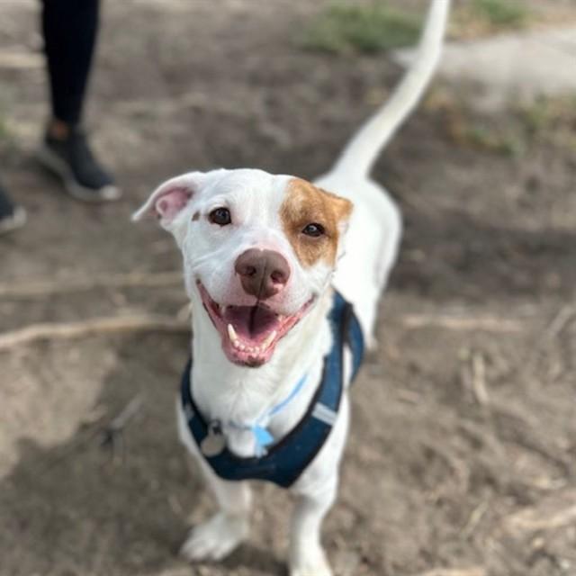 SNICKERS, Adoptable, Adult Male Basset Hound & Mixed Breed.