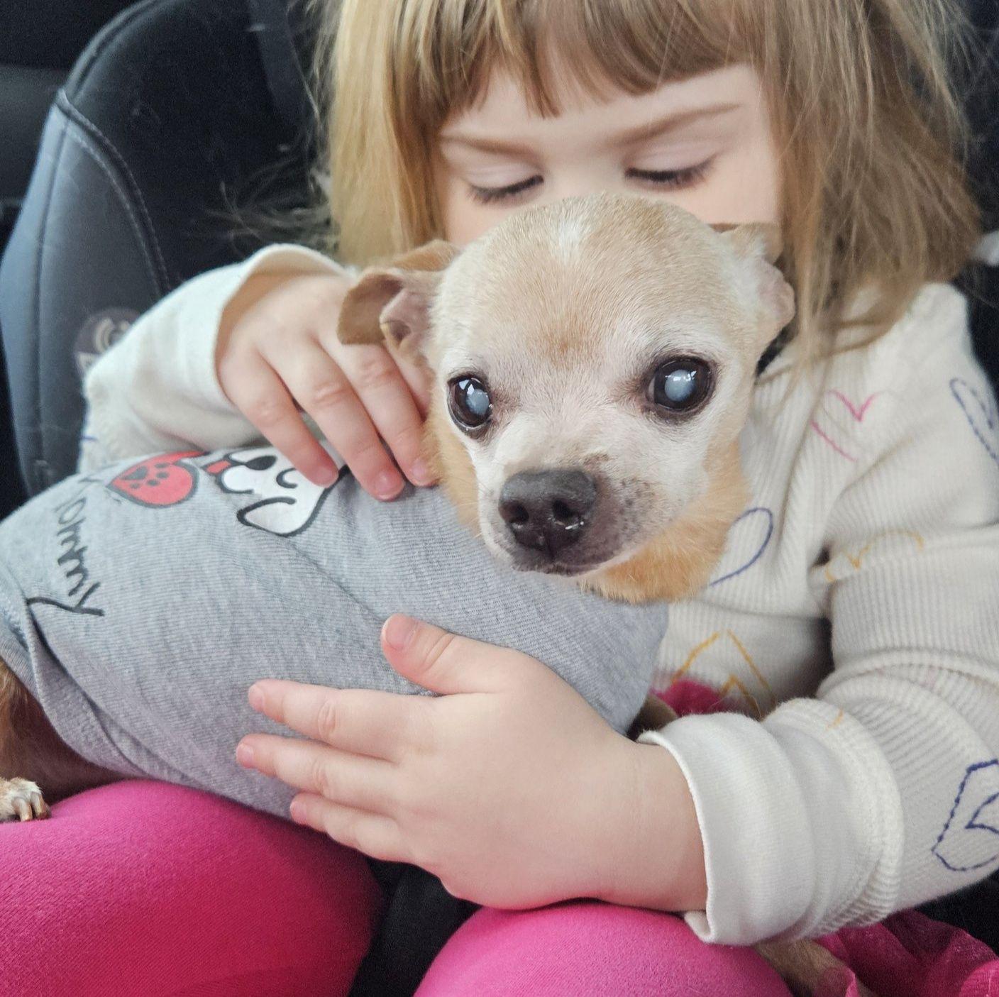 Enlarge Temperance (aka Tempy) **READ DESCRIPTION**, an adoptable Chihuahua in Chubbuck, ID image 2/6