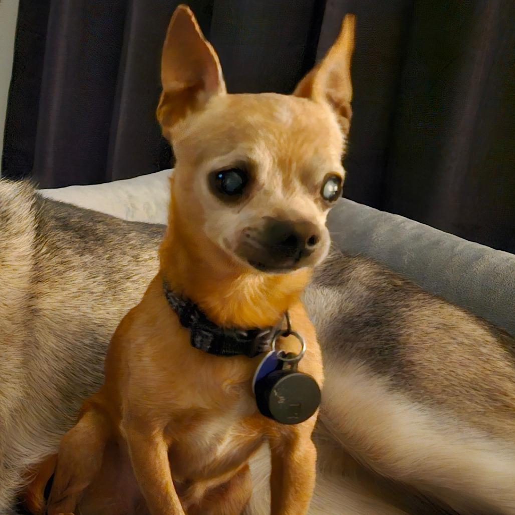 Enlarge Temperance (aka Tempy) **READ DESCRIPTION**, an adoptable Chihuahua in Chubbuck, ID image 4/6