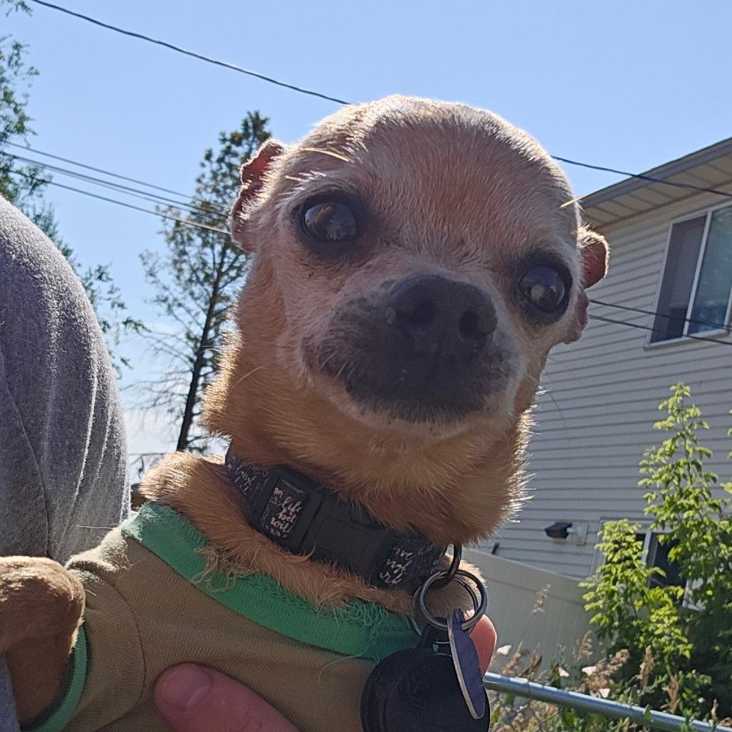 Enlarge Temperance (aka Tempy) **READ DESCRIPTION**, an adoptable Chihuahua in Chubbuck, ID image 6/6