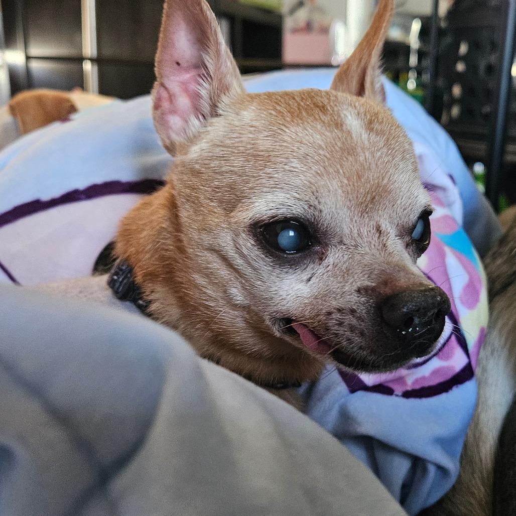 Enlarge Temperance (aka Tempy) **READ DESCRIPTION**, an adoptable Chihuahua in Chubbuck, ID image 5/6