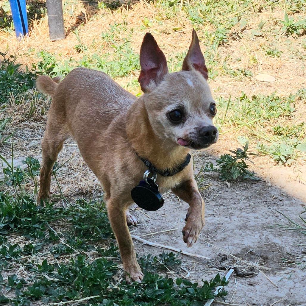 Temperance (aka Tempy) **READ DESCRIPTION**, adoptable, Senior Male Chihuahua.
