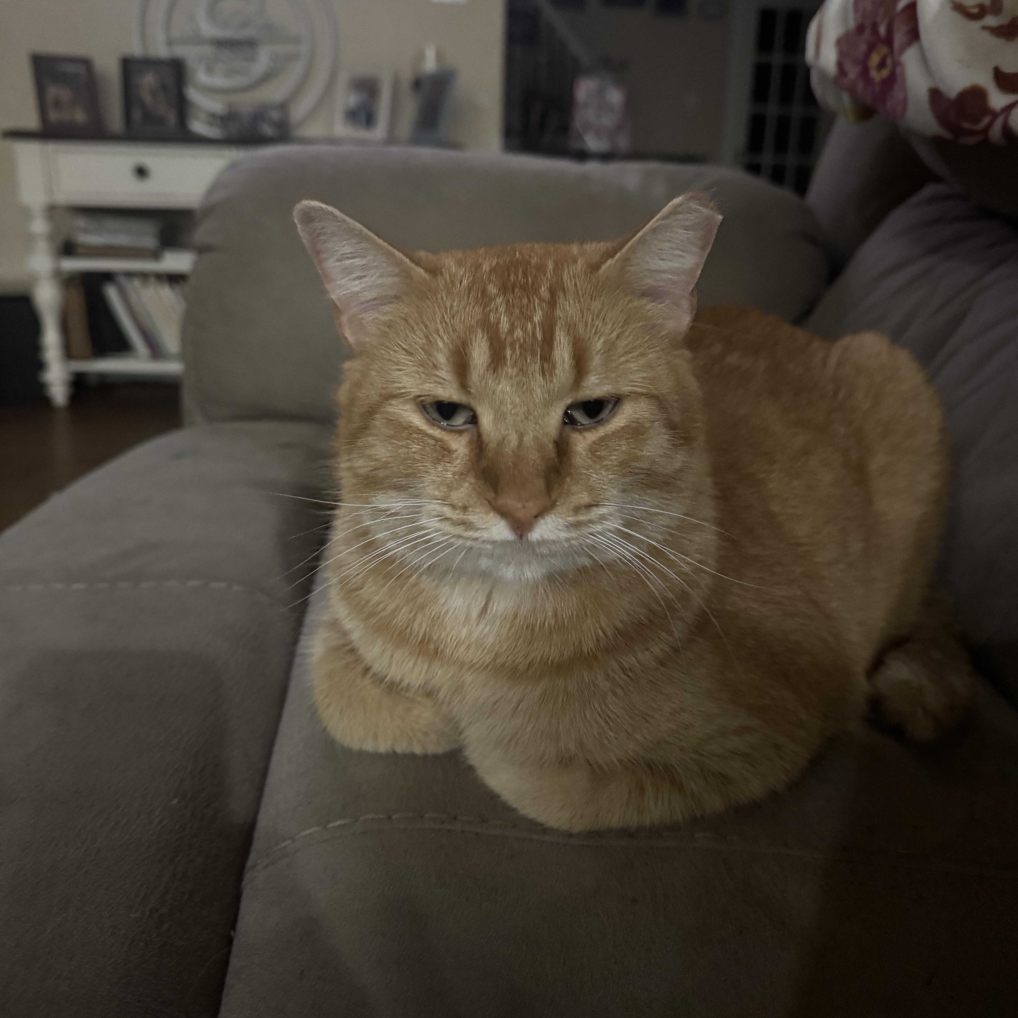 Paws, Adoptable, Adult Male American Shorthair.