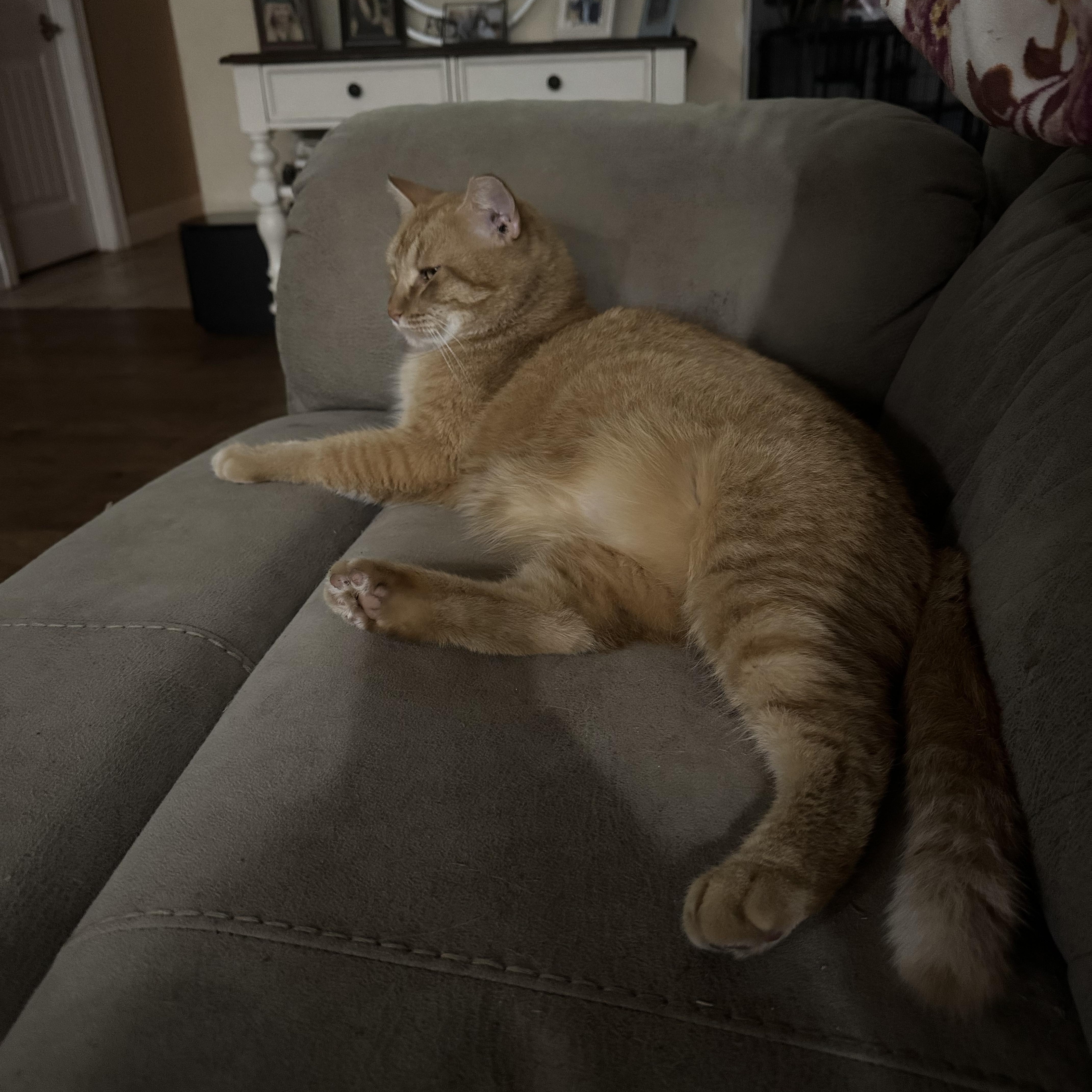 Paws, a Adoptable American Shorthair in Springtown, TX image 2/4