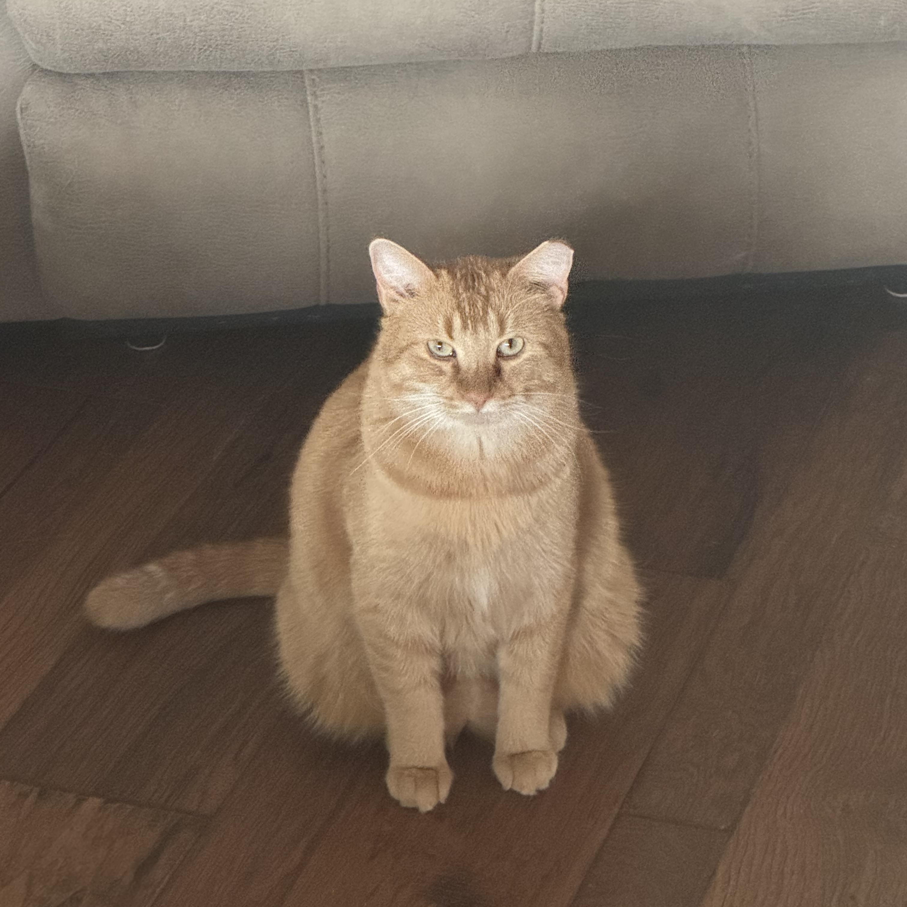 Paws, Adoptable, Adult Male American Shorthair.