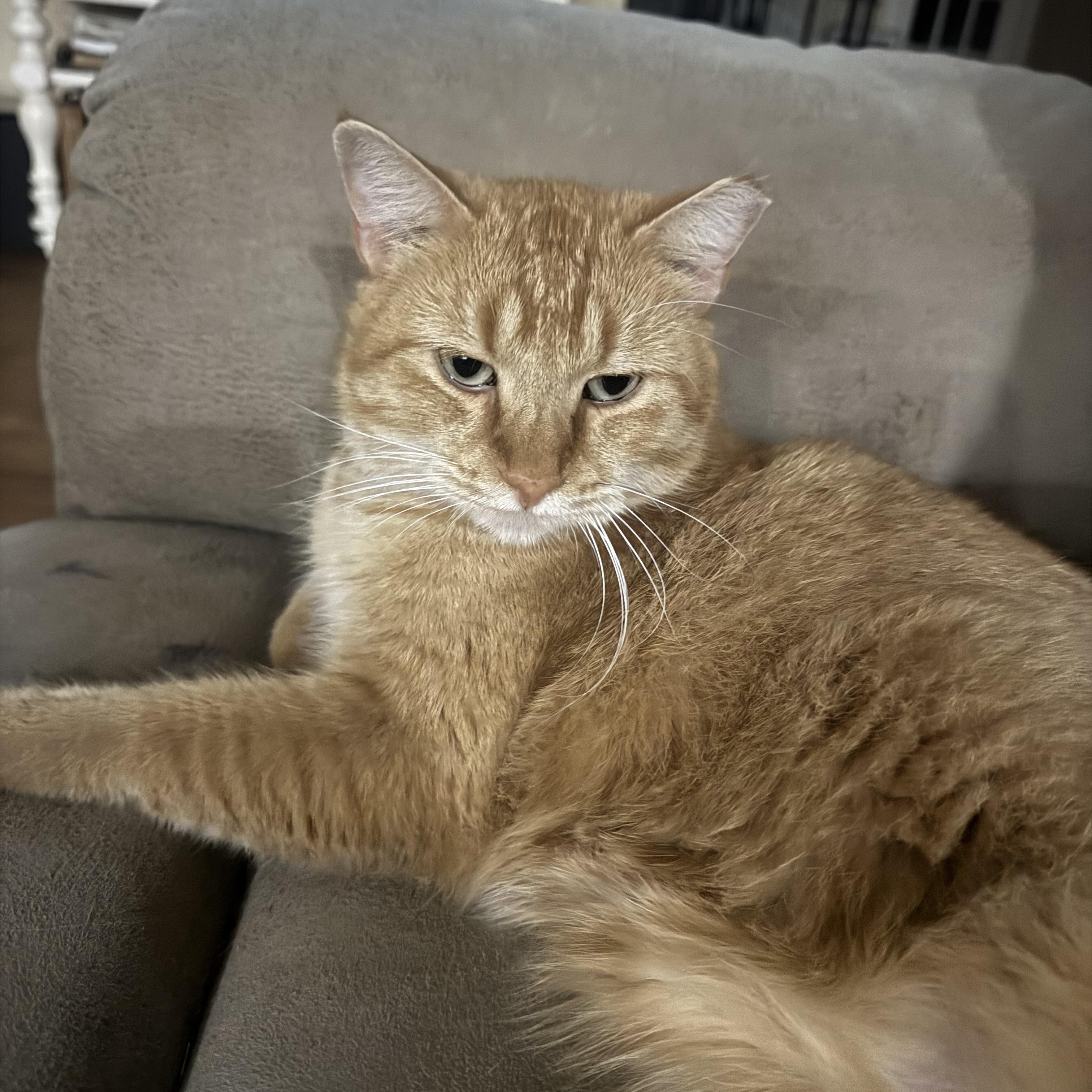 Paws, a Adoptable American Shorthair in Springtown, TX image 4/4