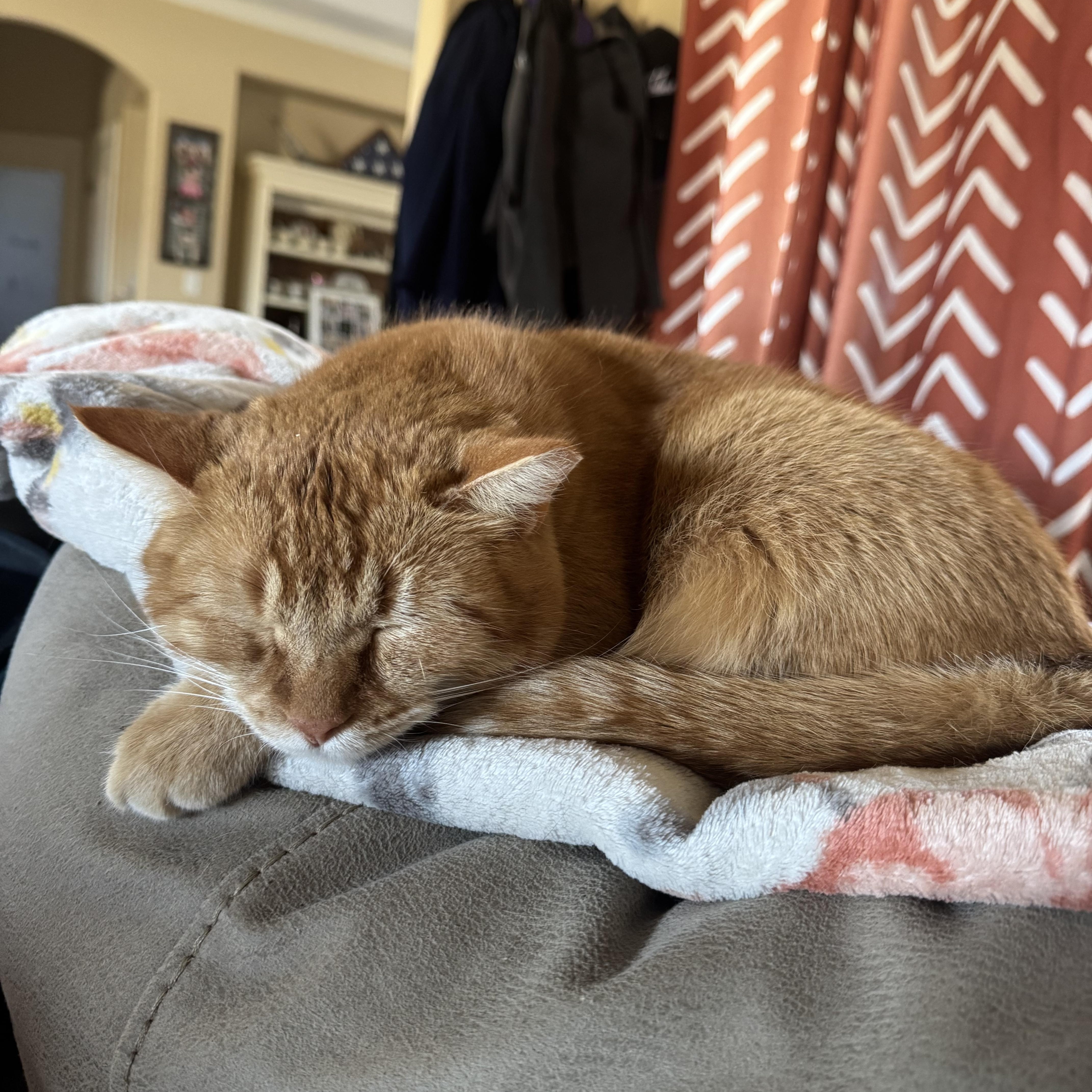Enlarge Paws, a Adoptable American Shorthair in Springtown, TX image 5/5